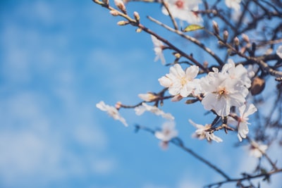 白花瓣浅焦摄影